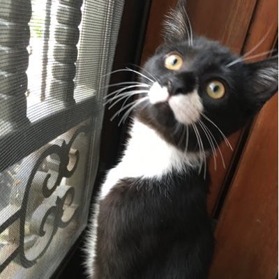 Profile Picture of Michael Yau (@NSIRLConnection) on Twitter