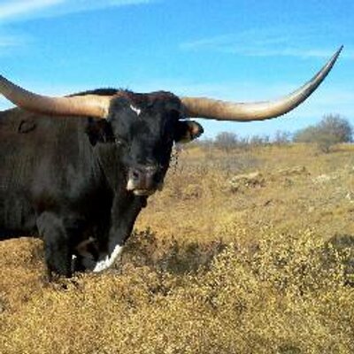 Vincent Girolamo - Twitter Profile Picture of Vincent Girolamo (@WhiteRockRnch) on Twitter