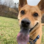 Profile Photo of Dexter Gregory (@dex_thedingo) on Instagram