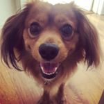 Profile Picture of Ralph the Cavapom (@ralphthecavapom) on Instagram