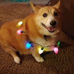 Profile Picture of Stephanie Deckard (@deckard.stephanie) on Instagram