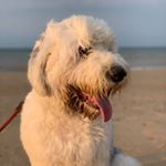 Profile Picture of Gordon (@gordon_old.english) on Instagram