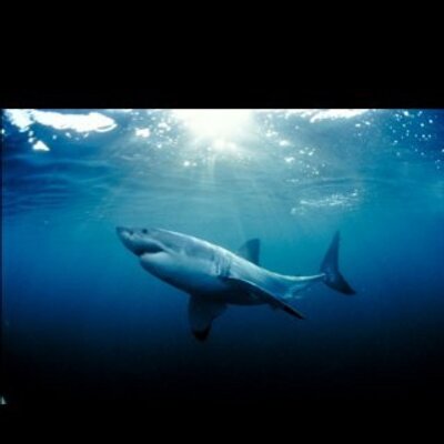 Profile Picture of Gregg Azevedo (@Greggazevedo) on Twitter