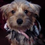 Profile Picture of Karen Kopecky Robertson (@petcareextraordinairelove) on Instagram