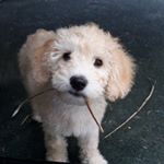 Profile Picture of Jaime Rose (@jaime.rose_mini.labradoodle) on Instagram