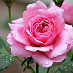 Profile Picture of rashedi...j (@jafar.rashedi6206) on Instagram