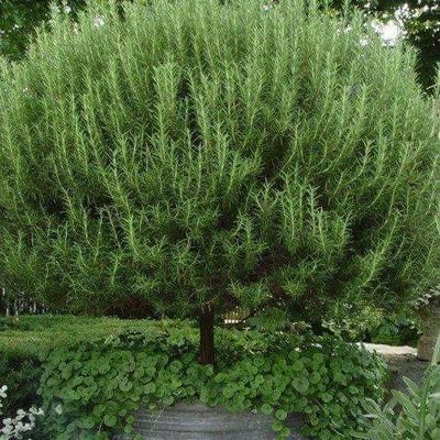 Profile Picture of Alejandro Loeza (@alexloezad) on Twitter