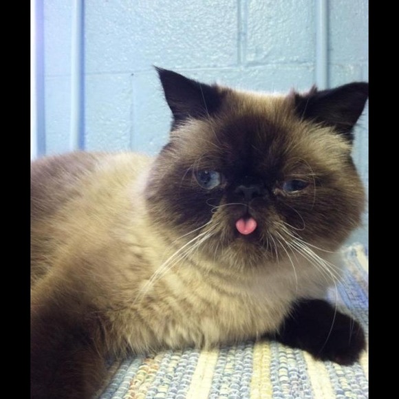 Profile Picture of Lori Bryce (@loribryce2) on Poshmark