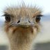 Profile Picture of Susanne Seidl (@Susanne-Seidl) on Facebook