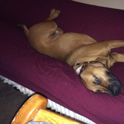 Profile Picture of Joseph Hollenbeck (@twiterlessjoe2) on Twitter