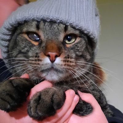 Profile Picture of Big_Orca (@wyattjones11) on Twitter