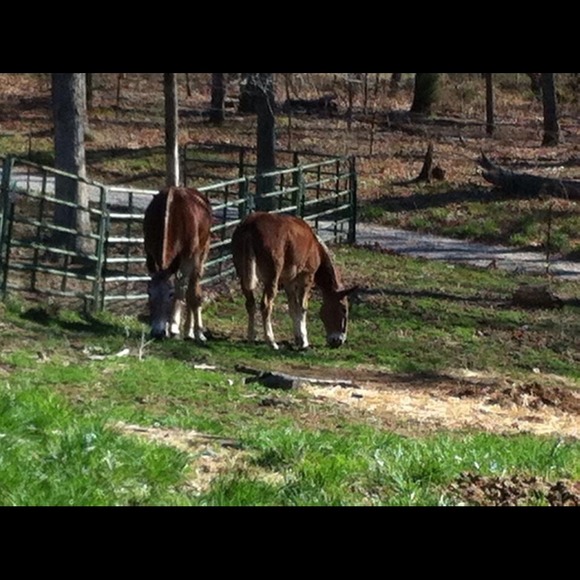 Profile Picture of Pat Adcox (@mammie006) on Poshmark