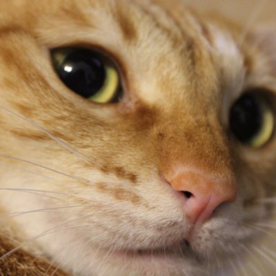 Profile Picture of Lishih (@lishih_h) on Twitter