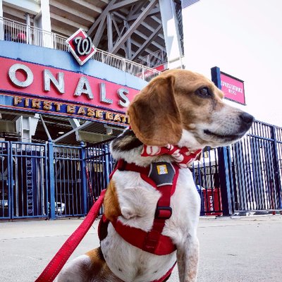 Bradley Beagle - Twitter Profile Picture of Bradley Beagle (@bradleybeagle3) on Twitter