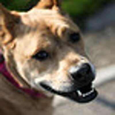 Profile Picture of Andrew Kraft (@chefandrewkraft) on Twitter