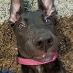 Profile Picture of Brandon Jaworski (@bajaworski) on Instagram