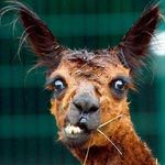 Bobbie Pulliam - Instagram Profile Picture of Bobbie Pulliam (@pulliam.bobbie) on Instagram