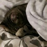 Profile Picture of Penelope (@gattapenny) on Instagram