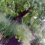 Profile Picture of lLisa Stiller (@lisa_bautygirl) on Instagram