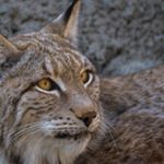 Profile Picture of lena bray (@lena87092jpq) on Instagram