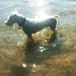 Profile Picture of Buddy's Street Eats (@buddystreeteats_wheatenterrier) on Instagram