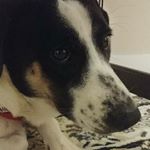 Profile Picture of Tyler Orr (@tothesaint) on Instagram