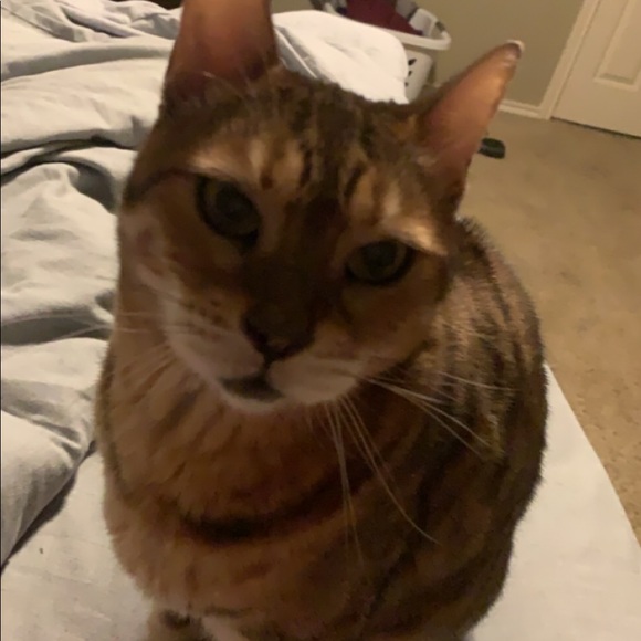 Profile Picture of Taihler Felps (@taihler_morgan) on Poshmark