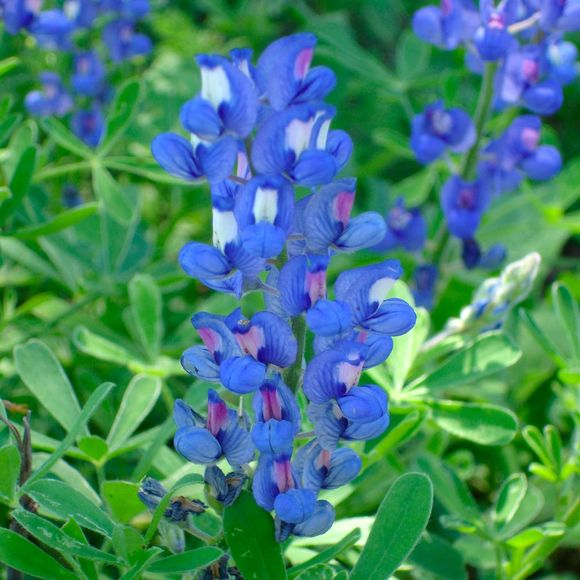 Profile Picture of Melany Borsack (@mborsack) on Poshmark