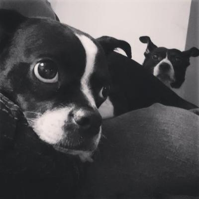 Profile Picture of Scott Nuzum (@apeman33) on Twitter