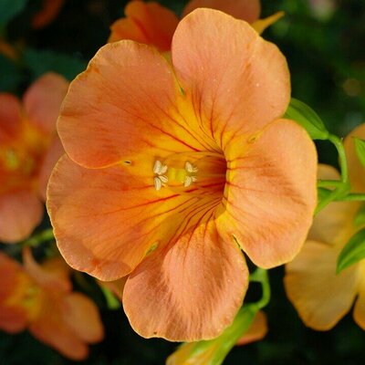 Varsha Jadhav - Twitter Profile Picture of Varsha Jadhav (@varshajadhav92) on Twitter