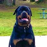 Profile Picture of Eric Chappell (@e_man_rott_guy) on Instagram