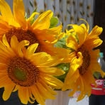 Profile Picture of Sol Zapata (@Sol-Zapata) on Facebook