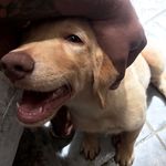 Ralph - Instagram Profile Picture of Ralph (@ralph_spinelli_) on Instagram