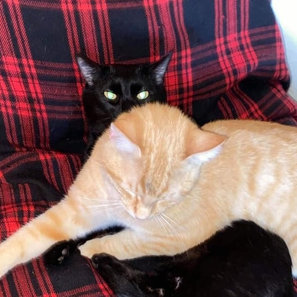 Profile Picture of Lisa Matthews (@lisamatt846) on Poshmark