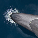 Profile Picture of Richard Mansfield (@Richard Mansfield's Photo's) on Flickr