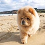 Profile Picture of Chow chow 🦁 (@chowchowlovedog) on Instagram