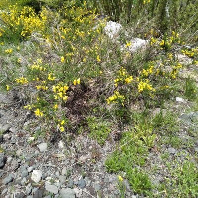 Profile Picture of Beatriz (@MarilynDeLaPaz1) on Twitter