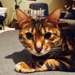 Profile Photo of Ruby The Cat 🌺 (@rubyfurreal_bengal) on Instagram