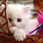 Profile Picture of neethu Thomas (@neethu3846) on Instagram