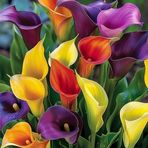 Profile Picture of Sherrie Jones (@Sherrie-Jones) on Facebook