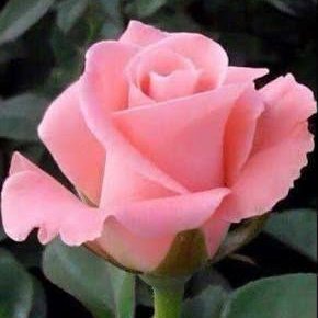 Profile Picture of Silvana Aparecida Soares De Andrade (@Silvana36467229) on Twitter