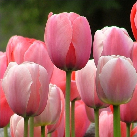 Profile Picture of Tanya Parsons (@parsons818) on Poshmark