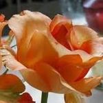 Profile Picture of Cherly Voltaire (@cherlyvoltaire) on Instagram