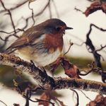 Profile Picture of Debbie Dumont (@debbiedumont1663) on Instagram