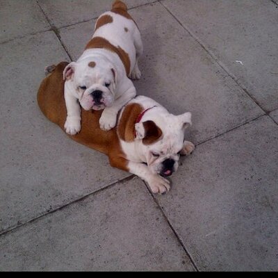 Profile Picture of Andrew Galley (@apgalley) on Twitter