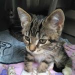 Profile Picture of debra_jillings (@debra_jillings) on Tiktok