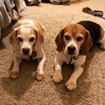 Profile Picture of Rodney And Johnny (@rodney_the_beagle_johnnypiglet) on Instagram