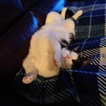 Joseph Michael - Instagram Profile Picture of Joseph Michael (@joseph.m.baranyai) on Instagram