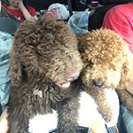 Profile Picture of Sarah Higginbotham (@dallas_doodle_pupps) on Instagram