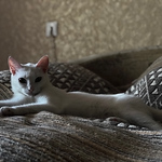 Profile Picture of Roman Chamin (@chamin.r) on Flickr